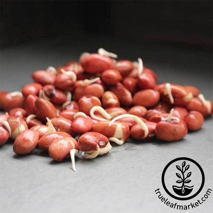 Organic Red Chili Beans: Dried Small Red Chili Bean