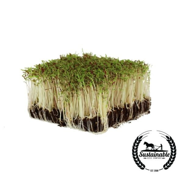 Organic Amaranth Microgreens Seeds - Up To Bulk Wholesale - Free S&H
