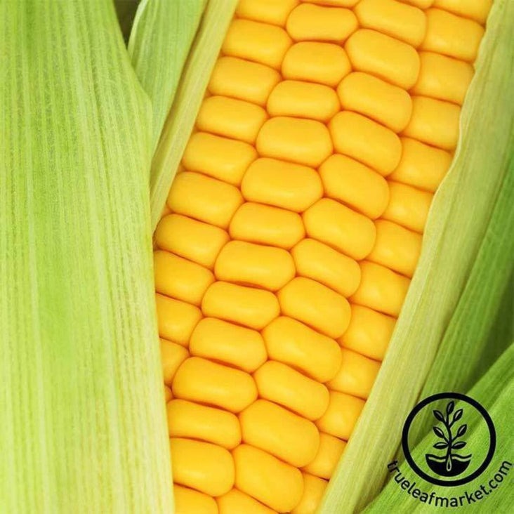 Golden Bantam Corn 12 Seeds | Heirloom, Non-GMO - Gardening Seeds