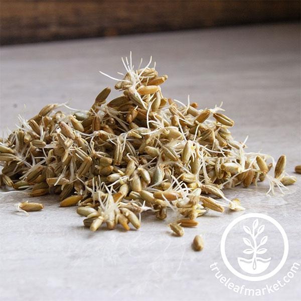 Organic Winter Rye Grain Seeds | Sprouting, Storage - Handy Pantry