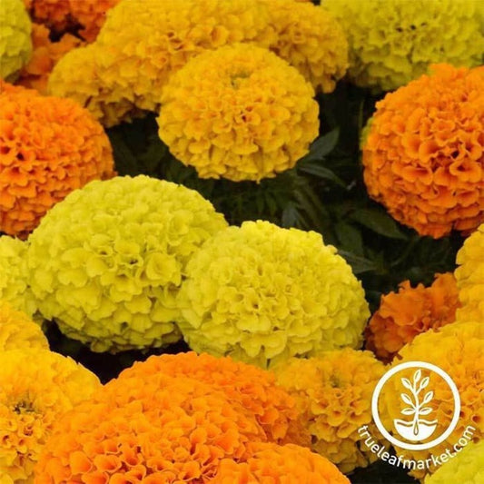 Marigold Flower Seeds - Taishan Series | Tagetes erecta - Annual Seeds