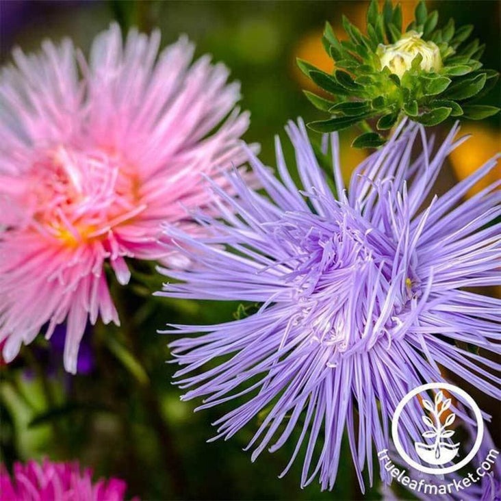 Aster Flower Seeds - Crego Giant Mix | AKA: China Aster, Annual Aster