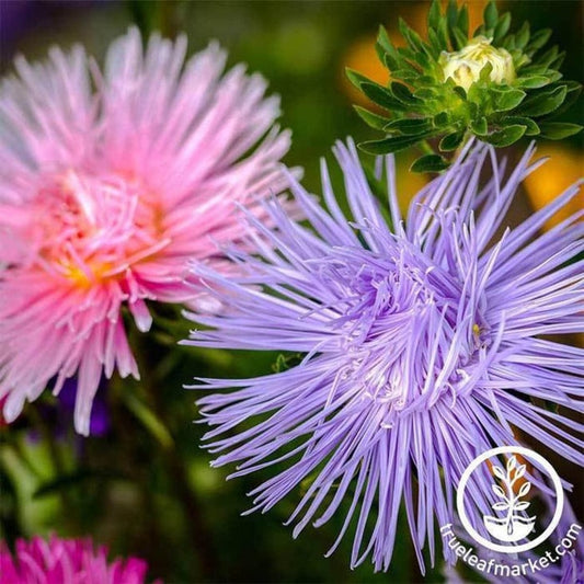 Aster Flower Seeds - Crego Giant Mix | AKA: China Aster, Annual Aster