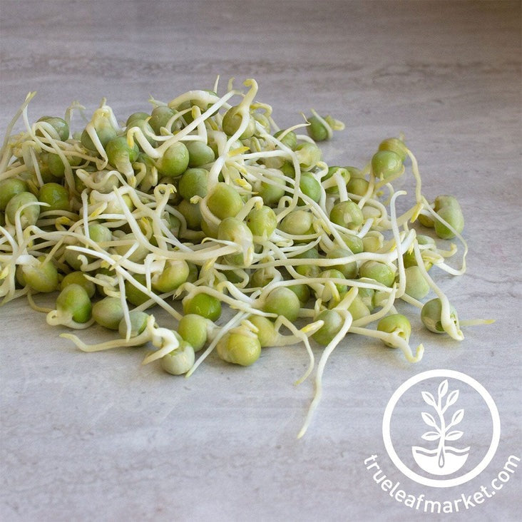 Organic Green Pea Sprouting Seeds | Dried Green Peas