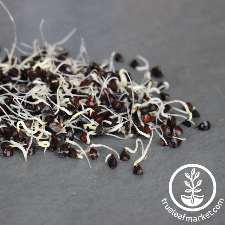 Buckwheat Seed | Organic Buckwheat Seeds & Sprouting