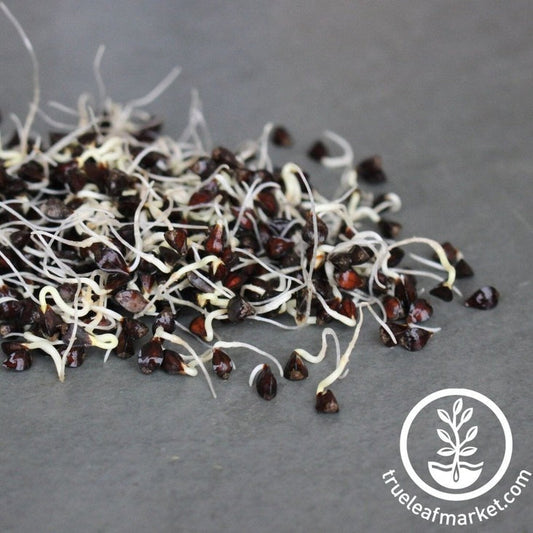 Buckwheat Seed | Organic Buckwheat Seeds & Sprouting