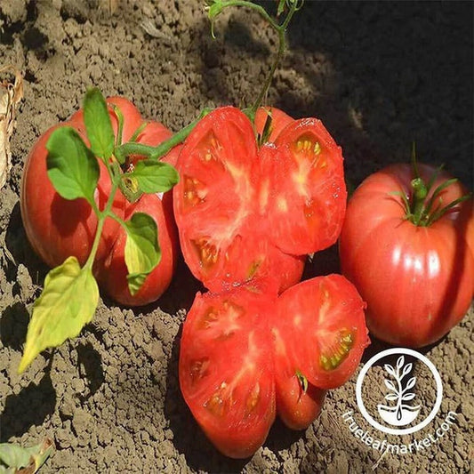 Heirloom Tomato Seeds - Mortgage Lifter | Buy Non-GMO Vegetable Seeds