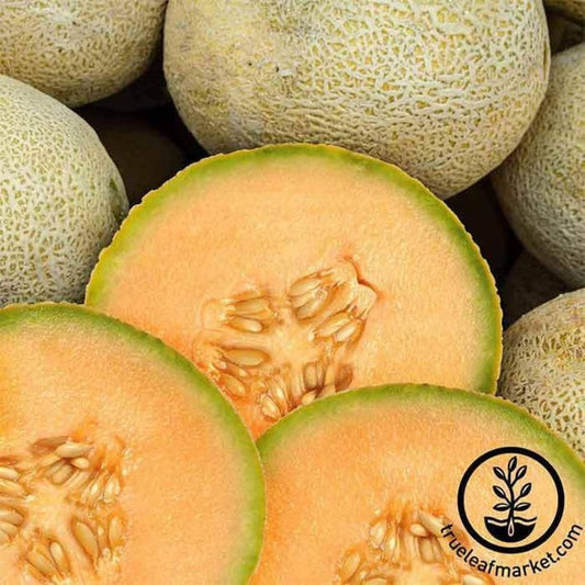 Cantalope Melon Seed | Edisto 47