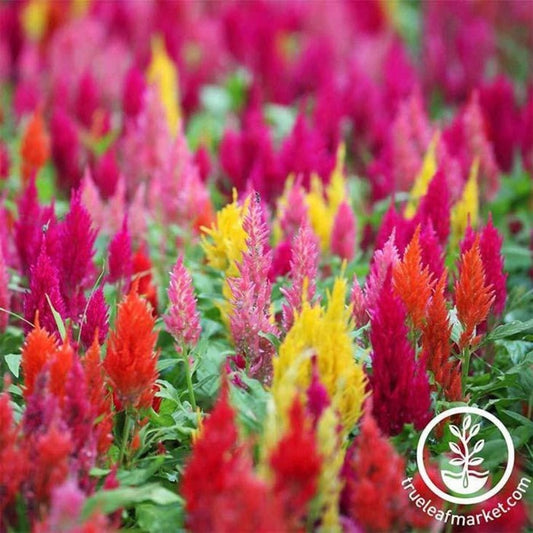 Plumed Celosia Flower Seeds - Castle Series | Celosia plumosa - Annual