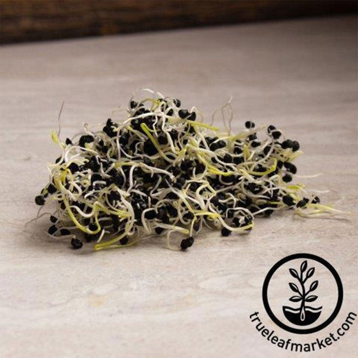 Chemical Free Onion Sprouting Seeds | Grow Onion Sprouts