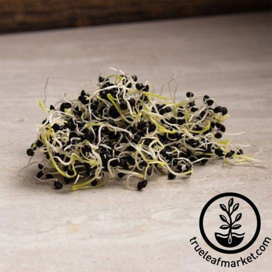 Chemical Free Onion Sprouting Seeds | Grow Onion Sprouts