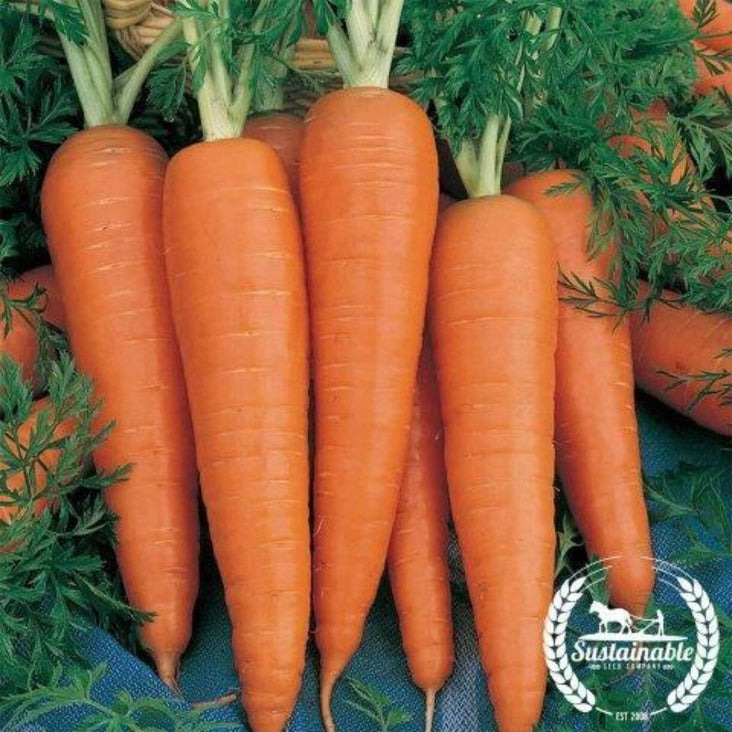 Organic Carrot Seeds - Danvers 126 | Non-GMO, Heirloom - Garden Seeds