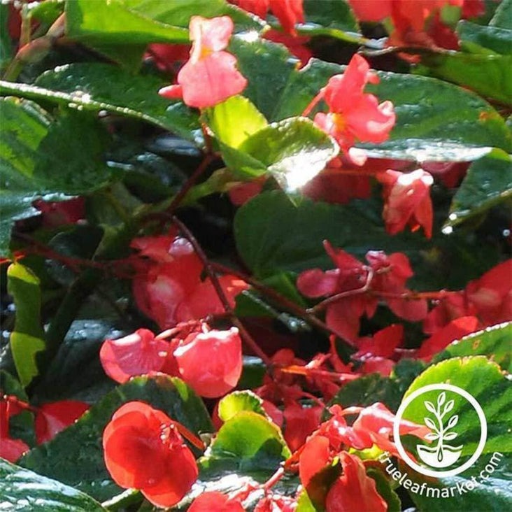 Angelwing Begonia Flower Seeds (pelleted) - Dragon Wing Red - Free S&H