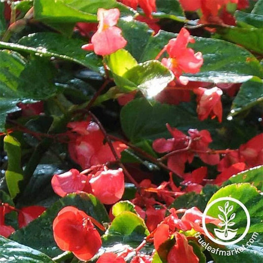 Angelwing Begonia Flower Seeds (pelleted) - Dragon Wing Red - Free S&H