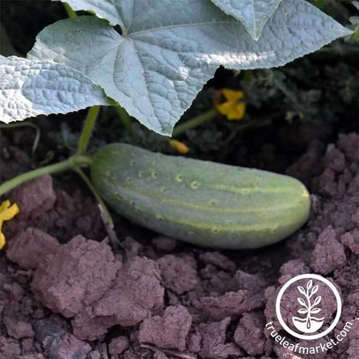 Heirloom Pickling Cucumber Seeds - Wisconsin SMR | Non-GMO Garden Seed