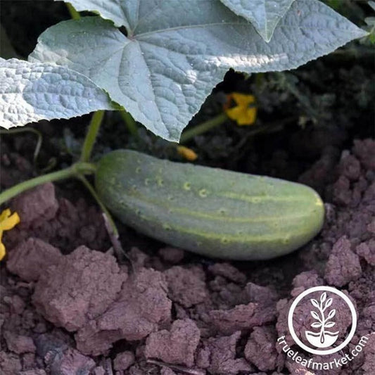 Heirloom Pickling Cucumber Seeds - Wisconsin SMR | Non-GMO Garden Seed