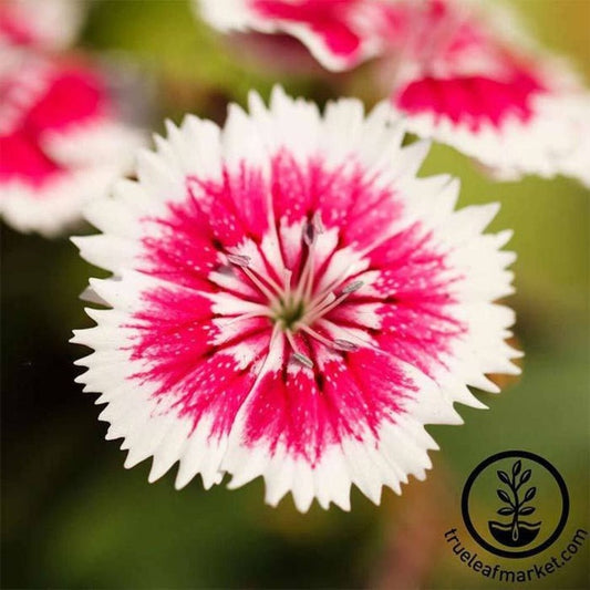 Sweet William Flower Seeds - Wee Willie | Annual Flower Garden Seeds
