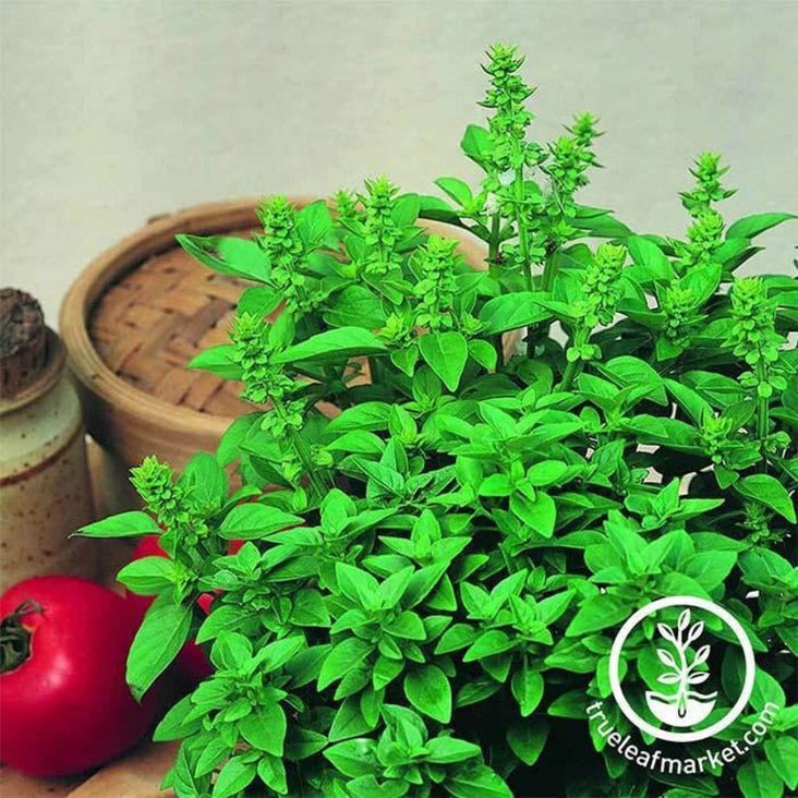Spicy Globe Basil Herb Seeds | Herb Garden Seeds from MVS