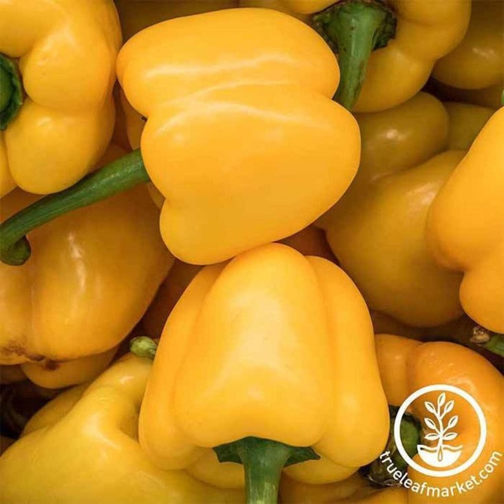 Mini Bell Yellow Sweet Pepper Seeds | Buy Online