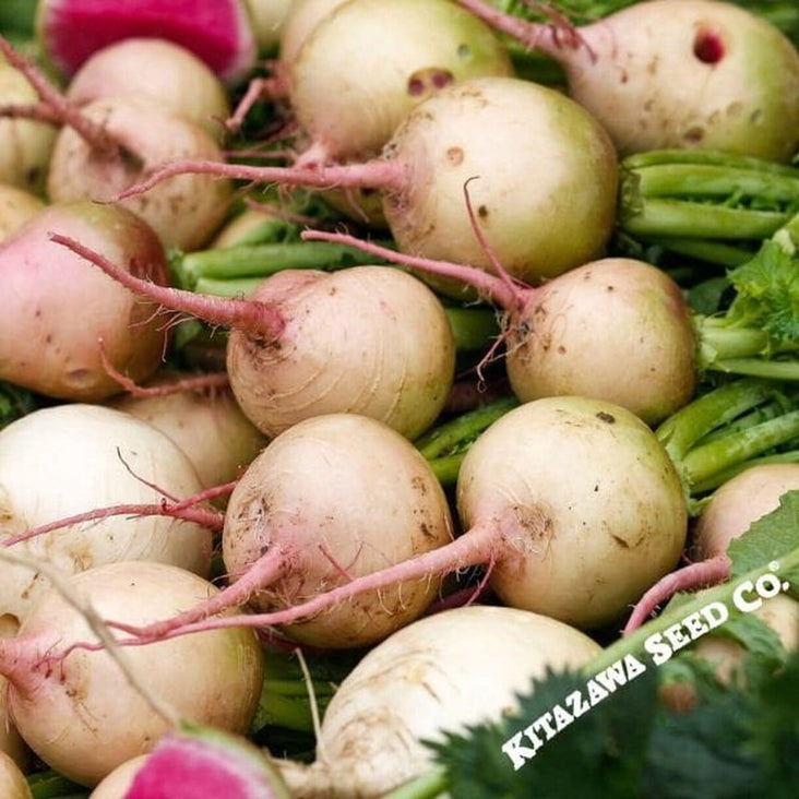 Watermelon Radish Seeds | Heirloom, Non-GMO Vegetable Gardening Seeds