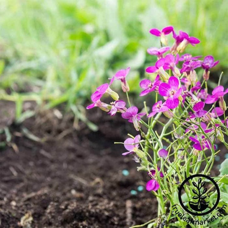 Arabis Flower Gardening Seeds - Spring Charm | Arabis blepharophylla