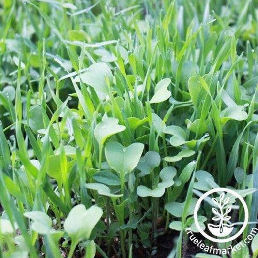 Garden Cover Crop Seed Mix | Non-GMO Gardening Cover Crop Seed Blend