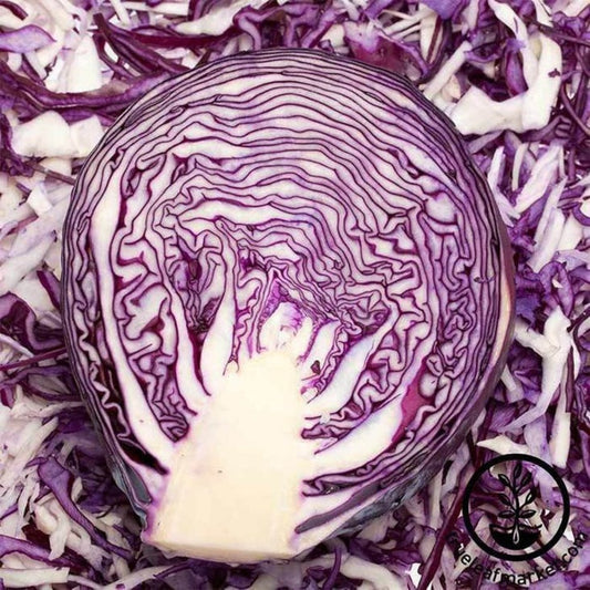 Heirloom Cabbage Seeds | Mammoth Red Rock - Vegetable Gardening Seeds