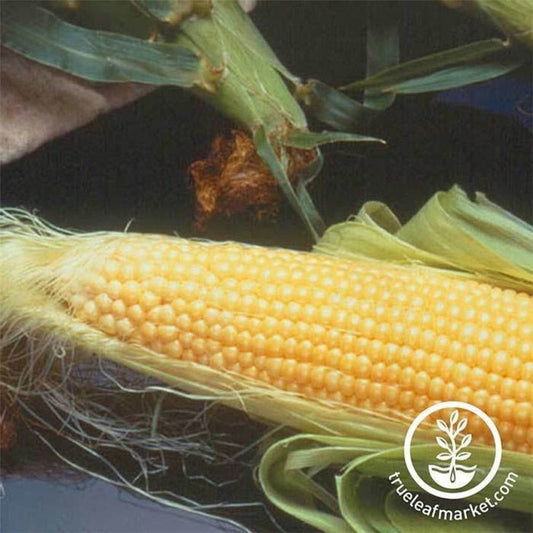 Incredible Hybrid R/M Corn Seeds (Treated) | Packet to Bulk Wholesale