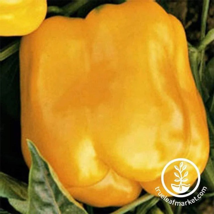 Golden Cal Wonder Sweet Pepper Garden Seeds - Bell Pepper - Heirloom
