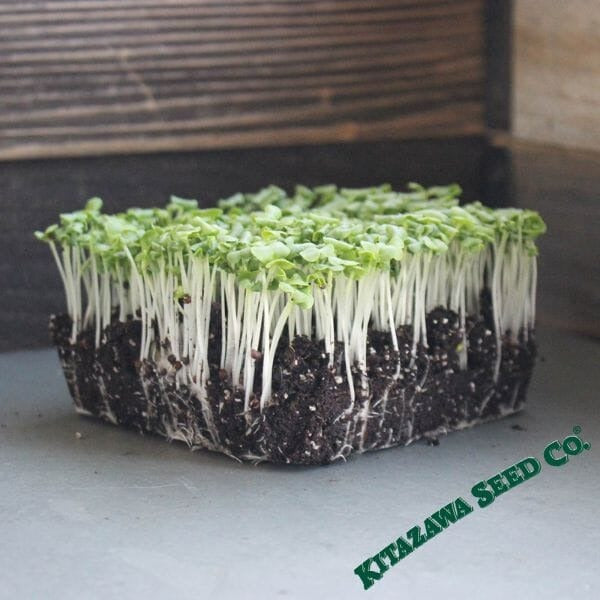 Non-GMO Mustard Seeds - Tokyo Bekana | Herb & Vegetable Garden Seeds
