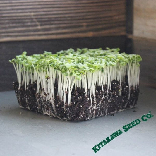 Non-GMO Mustard Seeds - Tokyo Bekana | Herb & Vegetable Garden Seeds