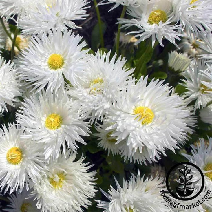 Shasta Daisy Flower Seeds - Crazy Daisy | Perennial Flower Gardening