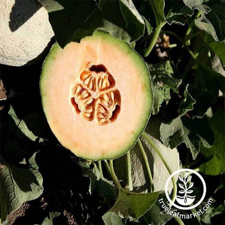 Cantalope Melon Seeds - Athena Hybrid | Non-GMO Fruit & Vegetable Seed
