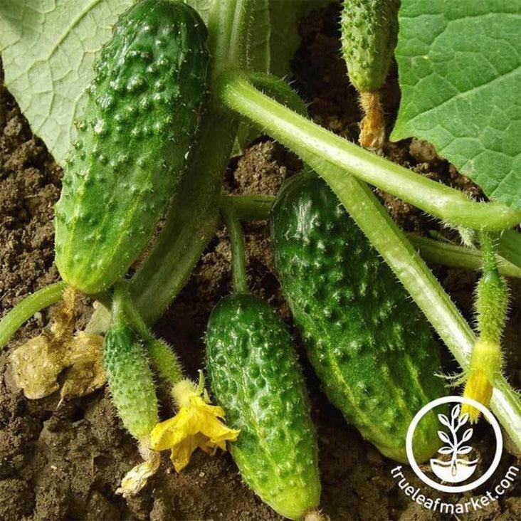 Hybrid Cucumber Seeds - Salad Bush | Buy Vegetable Garden Seeds Online