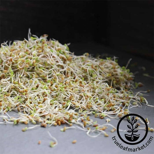 Organic Sprouting Seeds Mix - Sandwich Blend | Clover & Radish Sprouts