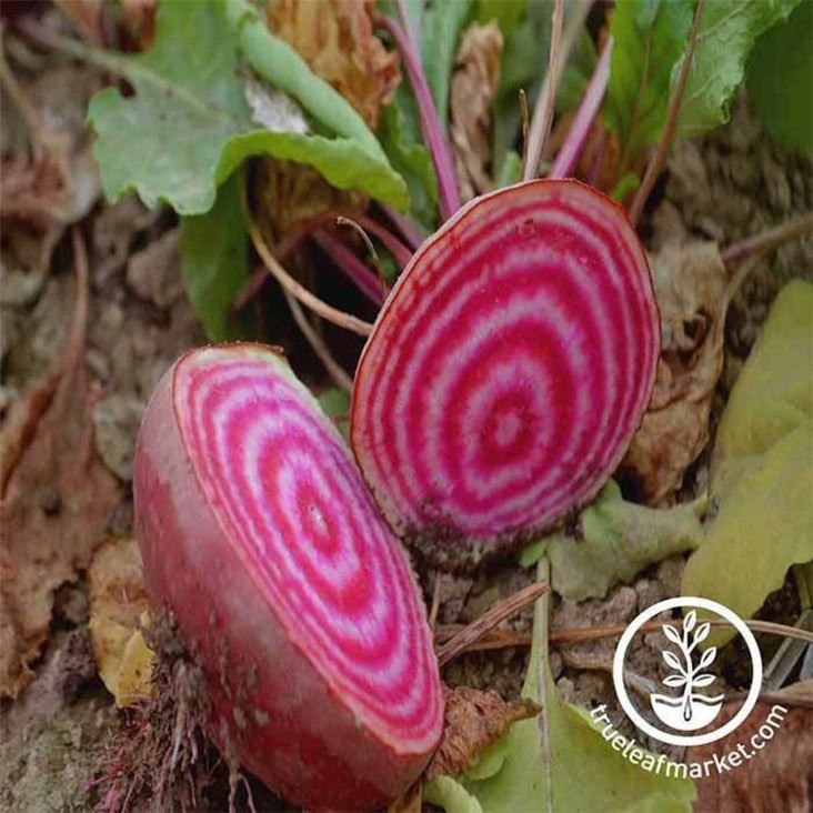 Hierloom Chioggia Beet Garden Seeds | Buy Non-GMO Vegetable Seeds