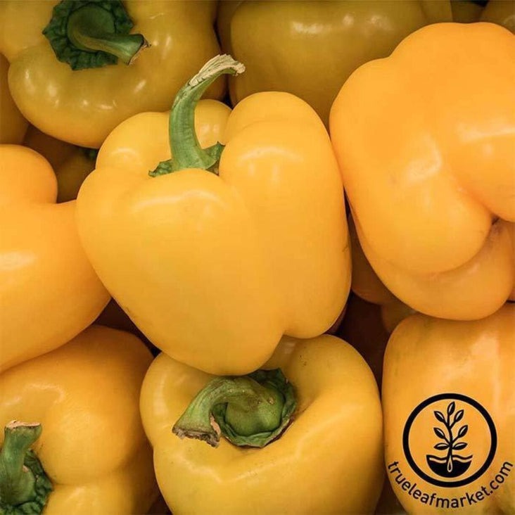 Sweet Bell Pepper Seeds - Yellow Canary Bell | Open Pollinated Non-GMO