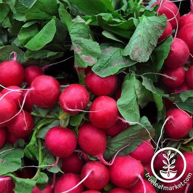 Champion Radish Garden Seeds | Heirloom, Non-GMO, Annual - Free S&H
