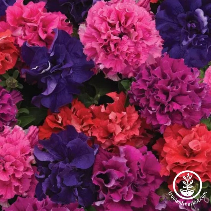 Petunia Mix | Double Cascade Series (pelleted)