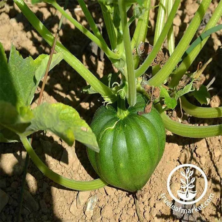 Heirloom Winter Squash Seeds - Table King Bush Acorn | Non-GMO Seeds