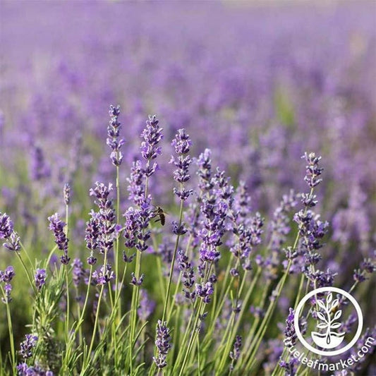 Lavender Flower Seeds | Common English, Garden & Herb