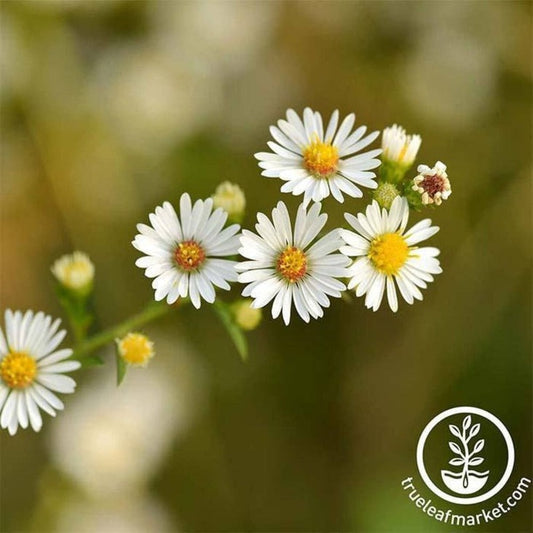 Non-GMO Roman Chamomile Seeds | Roman Chamomile Flower Seed