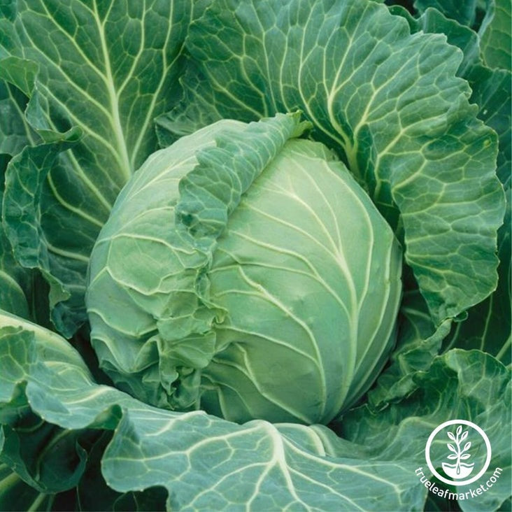 Copenhagen Market Cabbage Seeds | Buy Non-GMO, Heirloom Garden Seeds