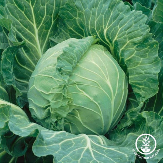 Copenhagen Market Cabbage Seeds | Buy Non-GMO, Heirloom Garden Seeds