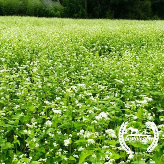 Organic Buckwheat Cover Crop Seeds | Buy Farm & Garden Cover Crop Seeds