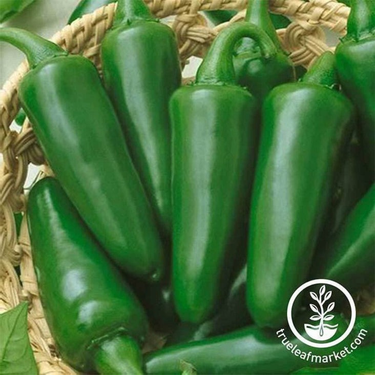 Hot Pepper Garden Seeds - Tam Jalapeno | Heirloom, Non-GMO Vegetable