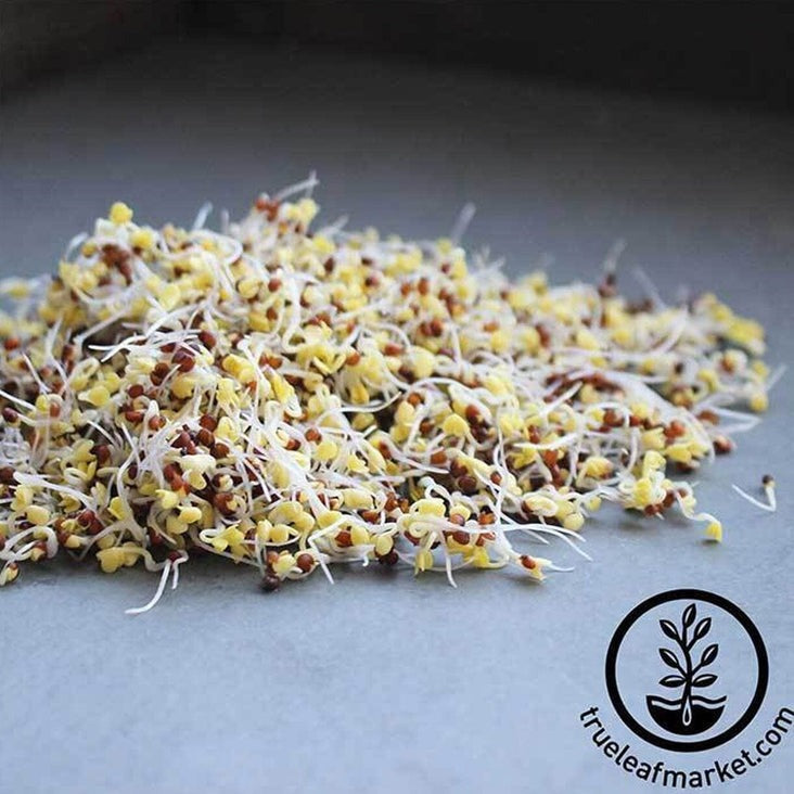 Broccoli Sprout Seed | Organic Broccoli Sprouting Seeds - Grow Broccoli Sprouts