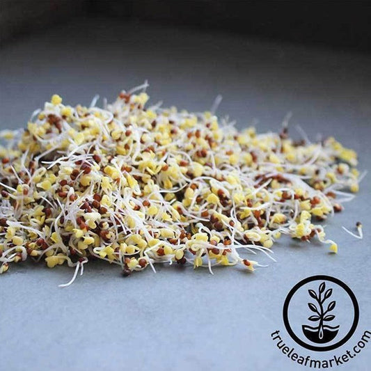 Broccoli Sprout Seed | Organic Broccoli Sprouting Seeds - Grow Broccoli Sprouts