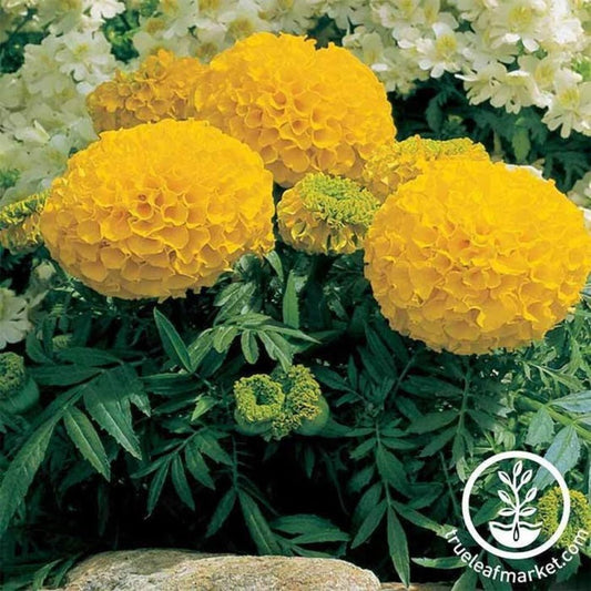Antigua Series Marigold Seeds | Tagetes erecta - Flower Garden Seeds