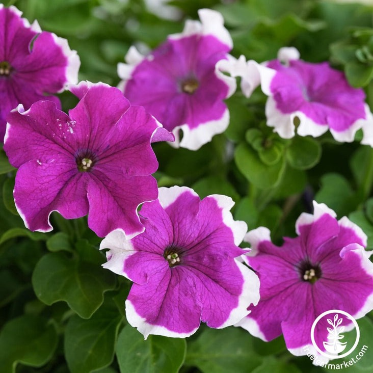 Fire Petunia - Frost Series (pelleted) | Flower and Home Garden Seeds